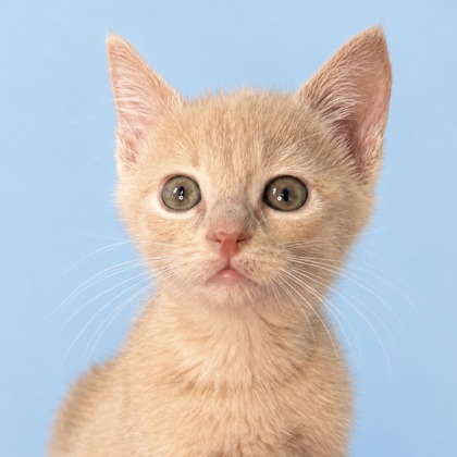 HONEY - Domestic Shorthair / Mix available for adoption