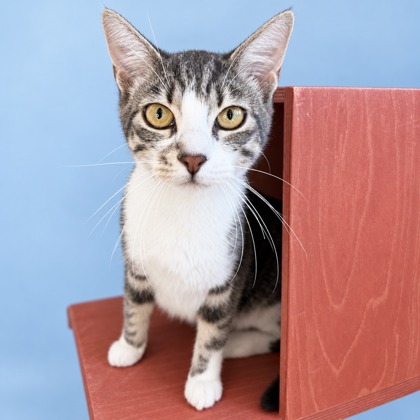 ELMORE - Domestic Shorthair / Mix available for adoption