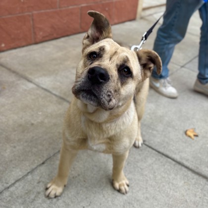 SUGAR COOKIE - German Shepherd / Mix available for adoption
