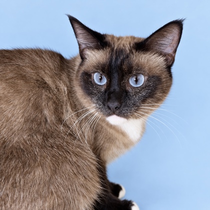 IZZY - Siamese / Mix available for adoption