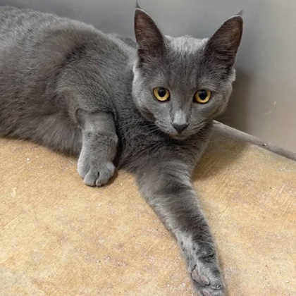 HARLOW - Domestic Shorthair / Mix available for adoption
