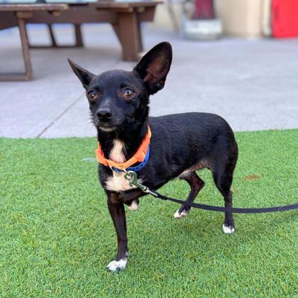CLOUDY - Short Coat Chihuahua / Mix available for adoption