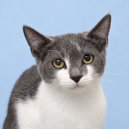 DAGMARA - Domestic Medium Hair / Mix for adoption in San Francisco