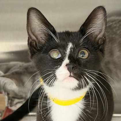 COLUMBUS - Domestic Shorthair / Mix available for adoption