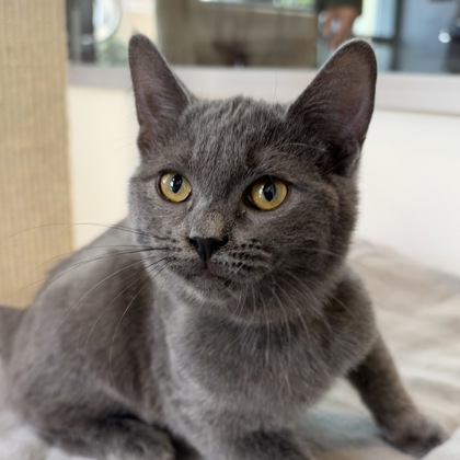 CHASE - Domestic Shorthair / Mix available for adoption