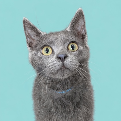 CREMINI - Domestic Shorthair / Mix available for adoption