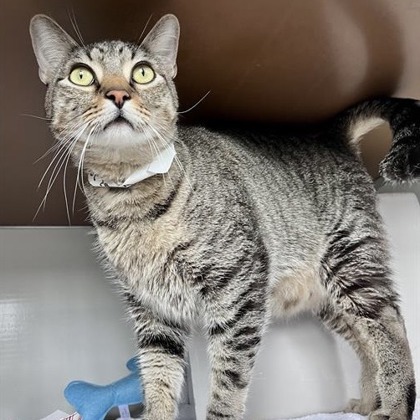 FLUFFY - Domestic Medium Hair / Mix available for adoption