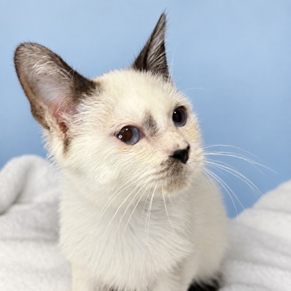 FANCY - Siamese / Mix available for adoption