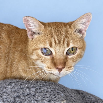 CHERRY BOMB - Domestic Shorthair / Mix available for adoption