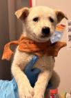 JURASSIC BARK - Australian Cattle Dog / Mix available for adoption