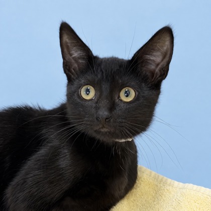 OLIVER - Domestic Shorthair / Mix for adoption in San Francisco