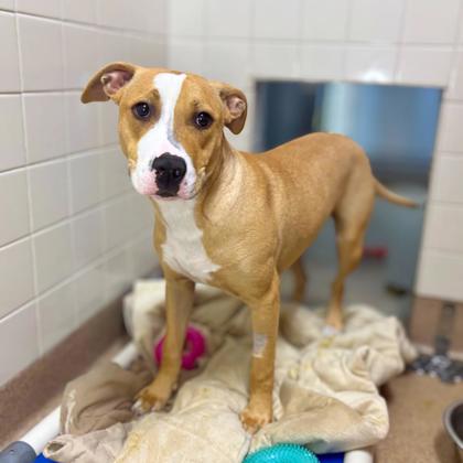 HALO - Pit Bull Terrier / Mix available for adoption