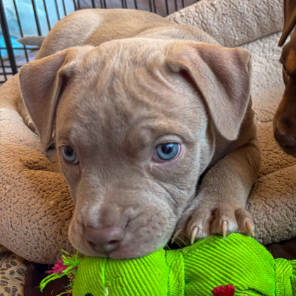 AIOLI - Pit Bull Terrier / Mix available for adoption