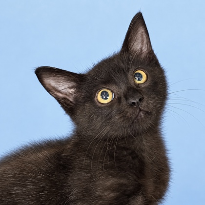 DRACULA - Domestic Shorthair / Mix available for adoption