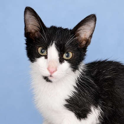 BANDICOOT - Domestic Shorthair / Mix available for adoption