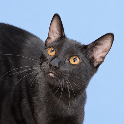 ALEX - Domestic Shorthair / Mix available for adoption