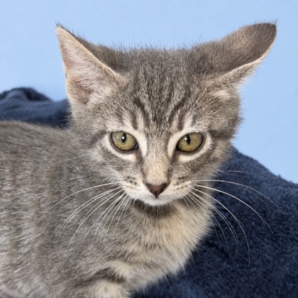 GLACEON - Domestic Shorthair / Mix available for adoption