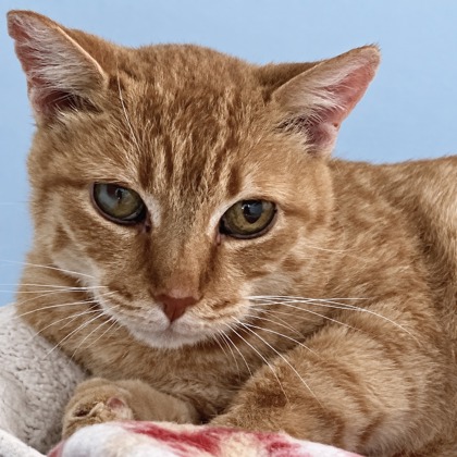 CHERRY BOMB - Domestic Shorthair / Mix available for adoption