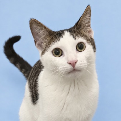 CHRISTOPHER - Domestic Shorthair / Mix available for adoption