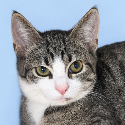 KENDALL - Domestic Shorthair / Mix available for adoption