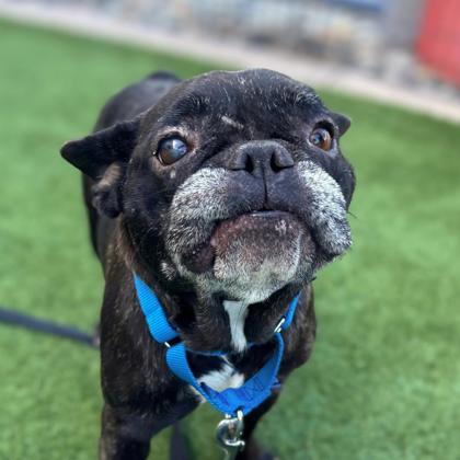 BRINDIE - French Bulldog / Mix available for adoption