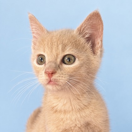 HONEY - Domestic Shorthair / Mix available for adoption