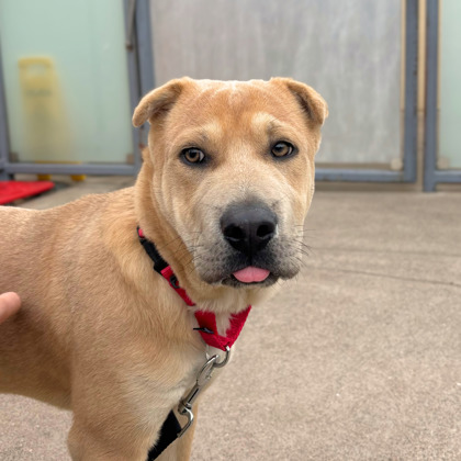TOADSTOOL - Chinese Shar-Pei / Mix available for adoption