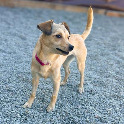 MAYA - Short Coat Chihuahua / Mix available for adoption