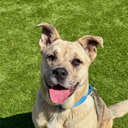 SUGAR COOKIE - German Shepherd / Mix available for adoption
