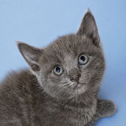 TACO BELL - Domestic Shorthair / Mix available for adoption