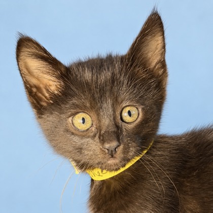 BANSHEE - Domestic Shorthair / Mix available for adoption
