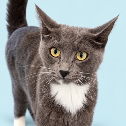 SMOKEY BEAR - Domestic Shorthair / Mix available for adoption