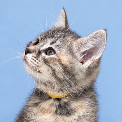 ARROW - Domestic Medium Hair / Mix available for adoption