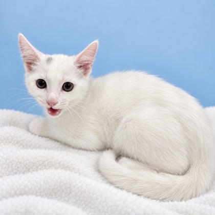 FROST - Domestic Medium Hair / Mix available for adoption
