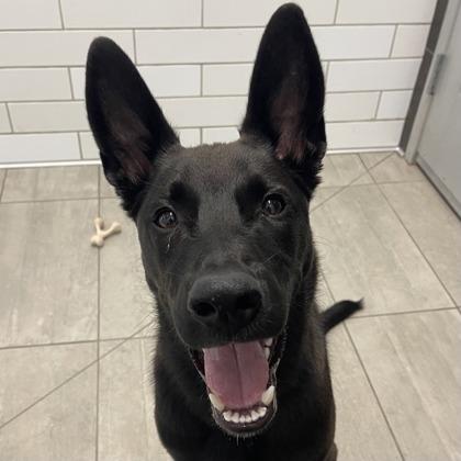 BLAKE - Shepherd / Mix available for adoption