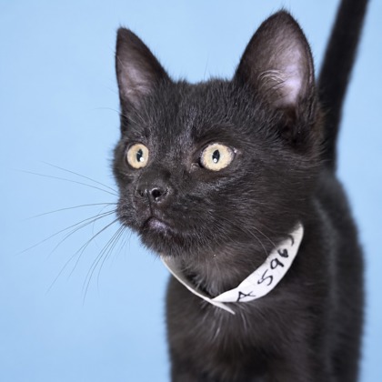 MASON - Domestic Shorthair / Mix for adoption in San Francisco