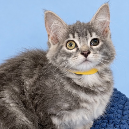 ANNABELLE - Domestic Shorthair / Mix available for adoption