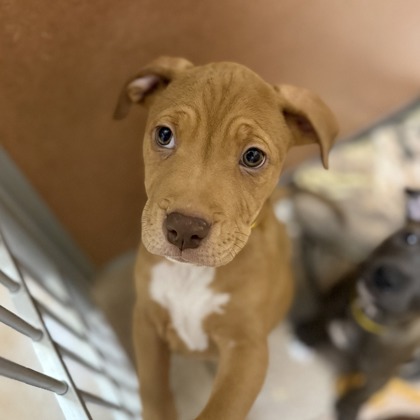 PERCY - Pit Bull Terrier / Mix available for adoption