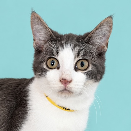 MAXIMUS - Domestic Shorthair / Mix available for adoption
