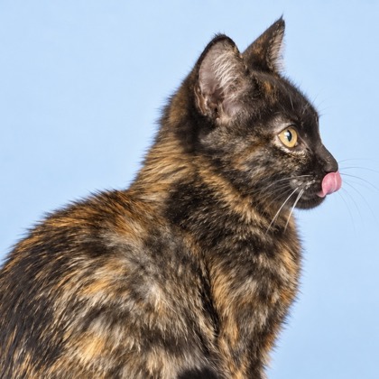 AURORA - Domestic Shorthair / Mix available for adoption