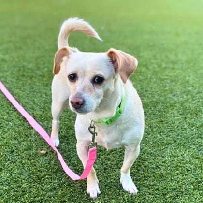 CONNIE - Short Coat Chihuahua / Mix available for adoption