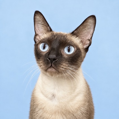 EFFIES - Siamese / Mix available for adoption