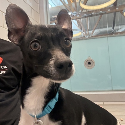 DAISY - Short Coat Chihuahua / Mix available for adoption