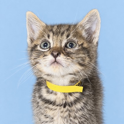 BANJO - Domestic Shorthair / Mix available for adoption