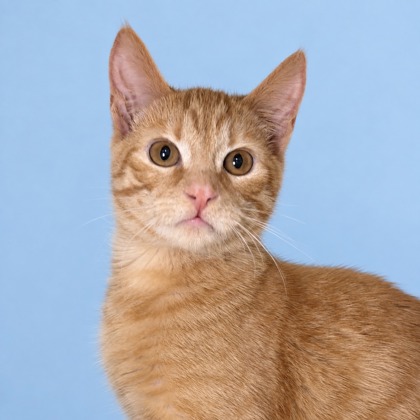 BEETLE - Domestic Shorthair / Mix available for adoption