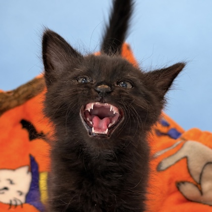 DORITO - Domestic Shorthair / Mix available for adoption