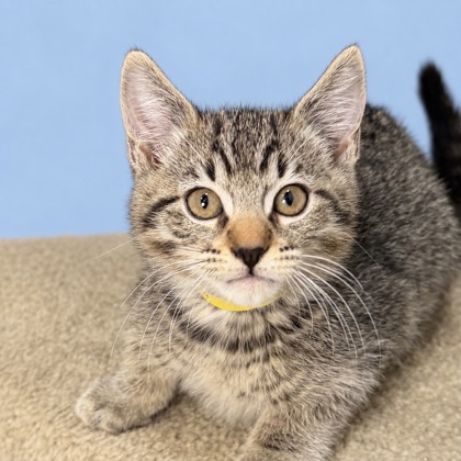 DISCORD - Domestic Medium Hair / Mix available for adoption