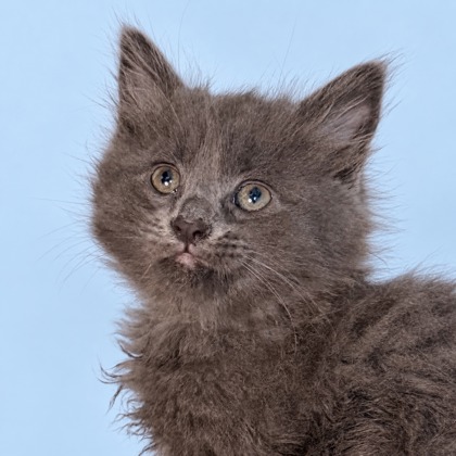 ASH - Domestic Medium Hair / Mix available for adoption