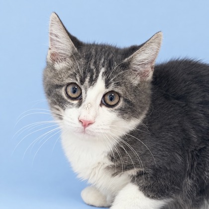 CRISPEN - Domestic Medium Hair / Mix available for adoption