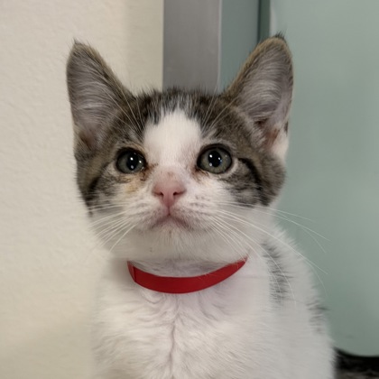 Spca*:・'°☆品 Kai - San Francisco SPCA